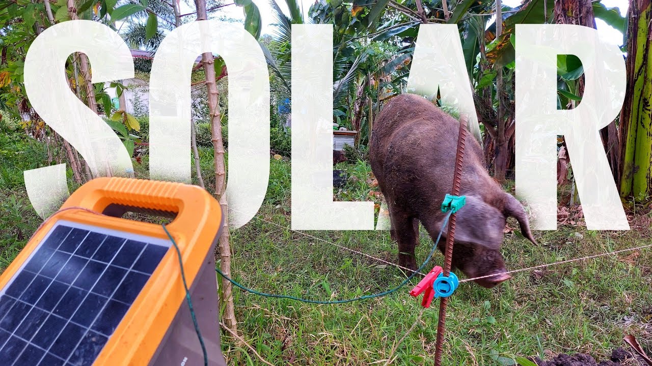 Free Range Pig using Solar Electric Fence | Barako Update