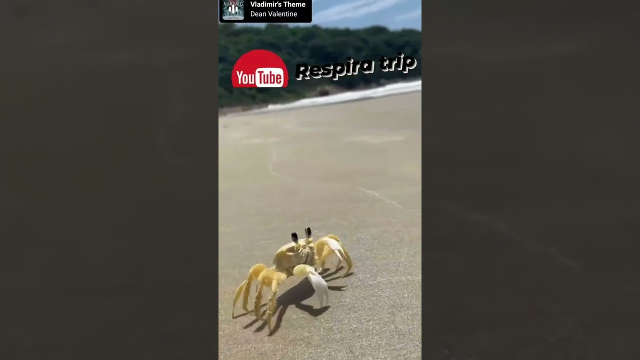 Siri caranguejo andando na praia 