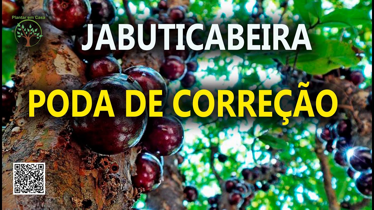 Jabuticabeira, Poda de Correção, Aula em MG com Sergio Semerdjian