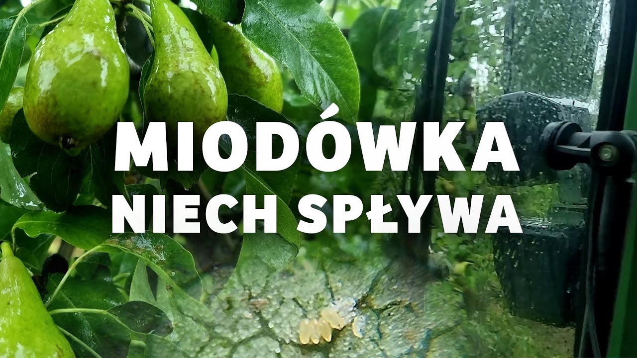 Miodówka niech spływa - wykonujemy zabieg zwilżaczem w gruszce odmiany Konferencja
