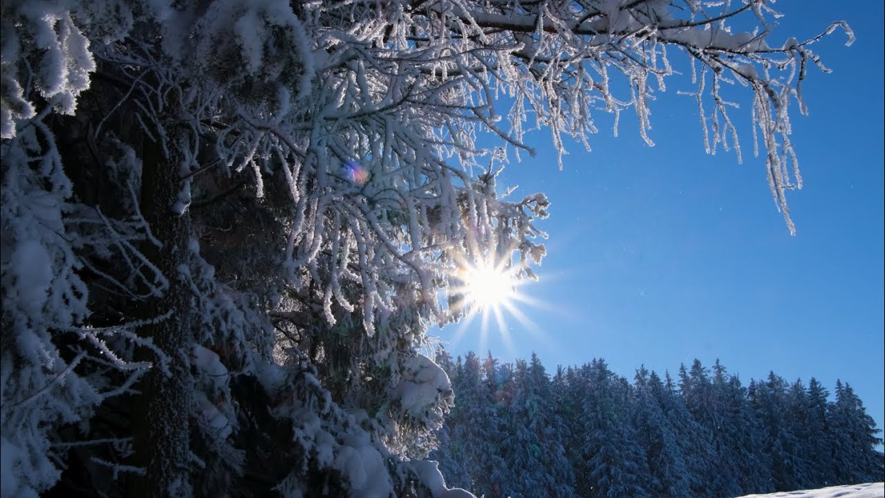 Winter Sun Through Snowy Trees ❄️🌲 | 1 Hour Calm Nature Visuals (No Music)