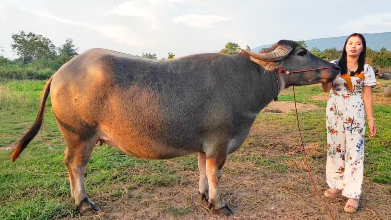 เปิดราคาควายงามเกรดพรีเมี่ยมทั้งคอก ออโต้ฟาร์มบ้านโอโล อ.ภูเขียว