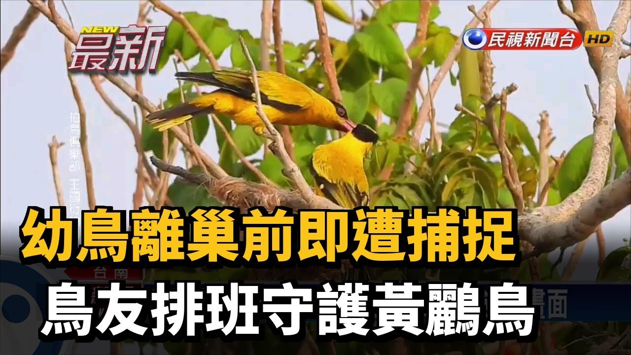 幼鳥離巢前即遭捕捉 鳥友排班守護黃鸝鳥－民視新聞