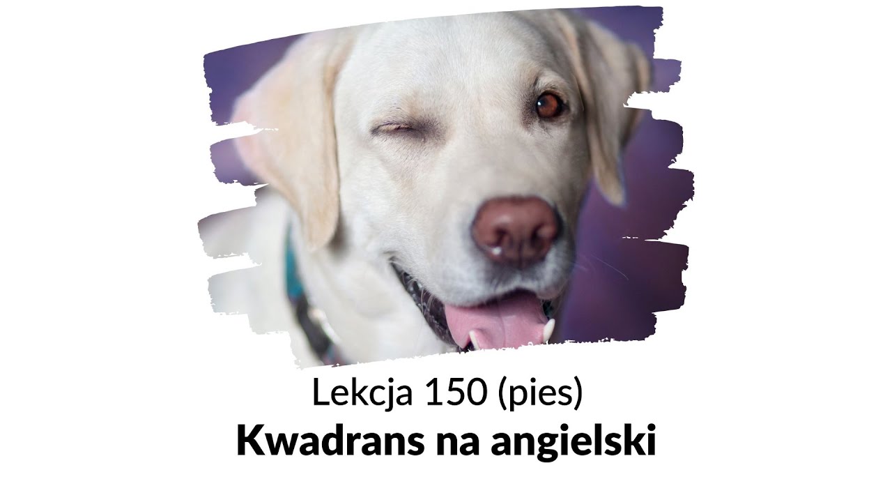 Wszystko o psie po angielsku - Lekcja 150 | Kwadrans na angielski.