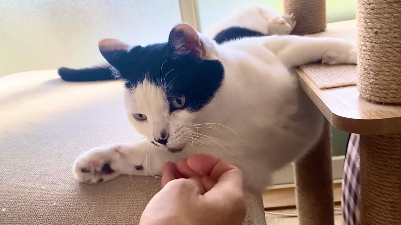猫の挟まり事故が起きました…