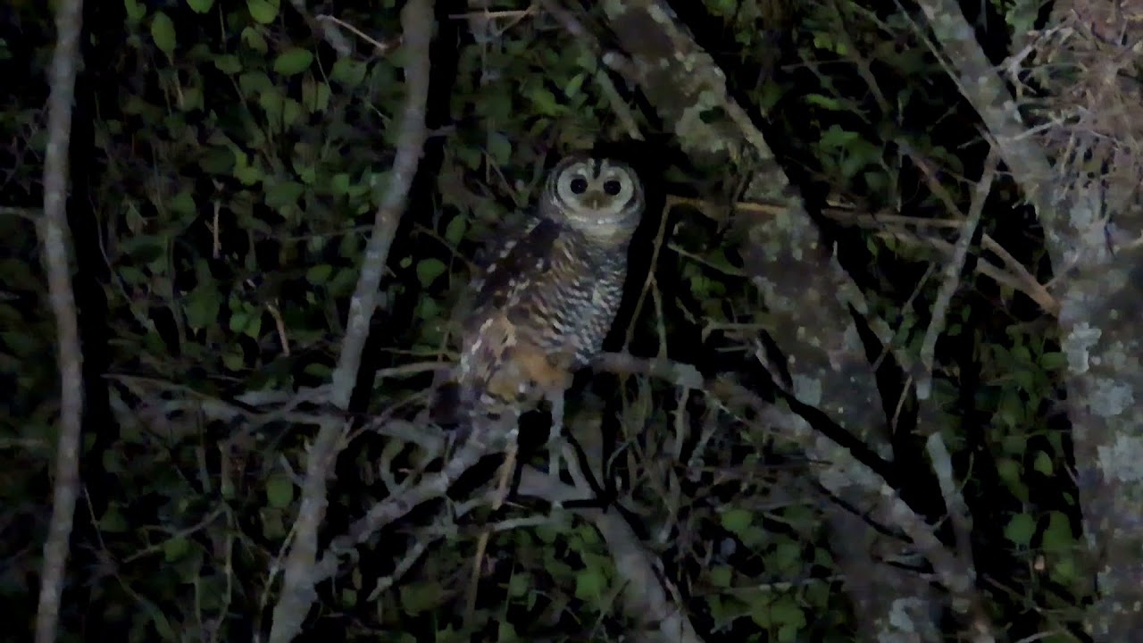 Chaco Owl reacting to the call of a Barn Owl