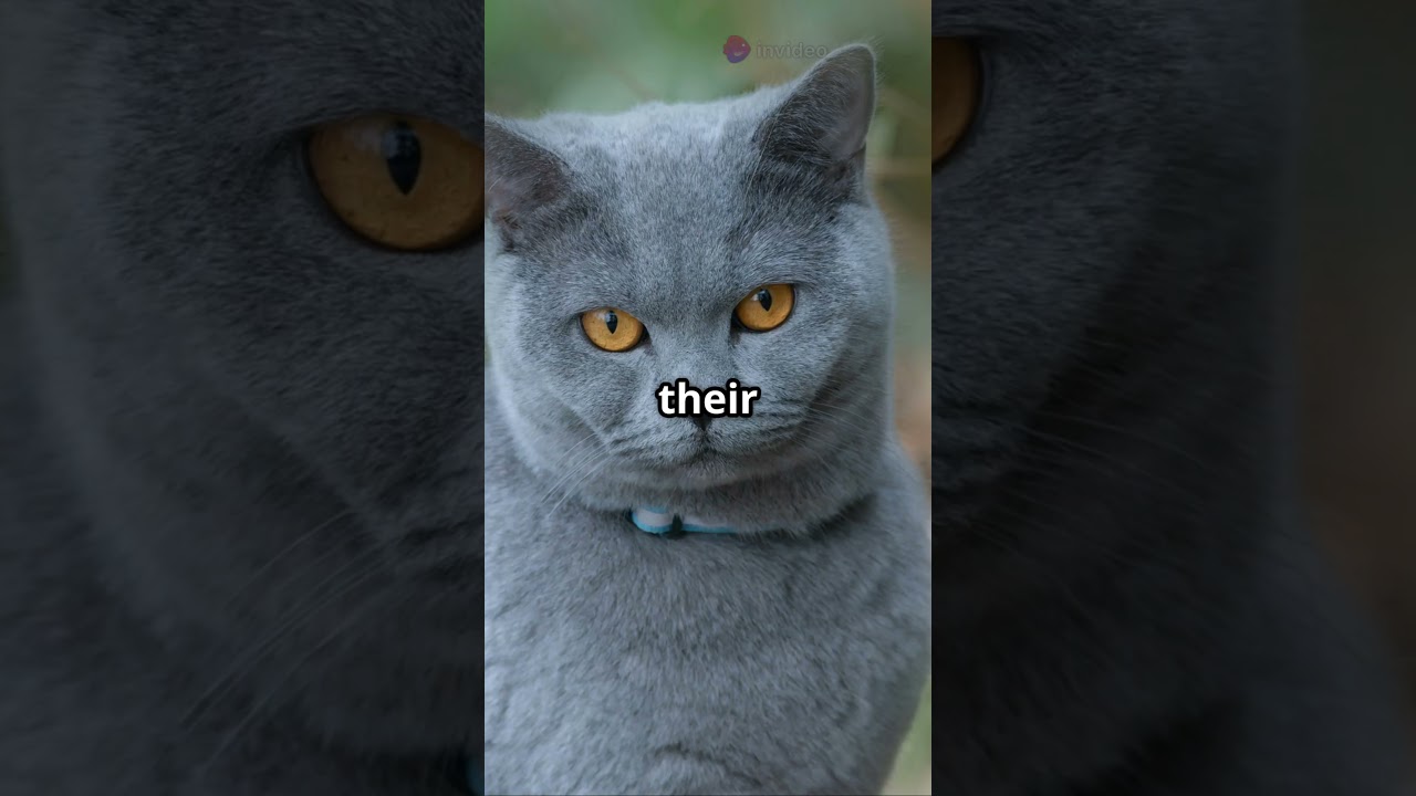 Breed Series Chartreux the Smiling Blue Cat part 18 #cats #catbreeds #cute #catbreed
