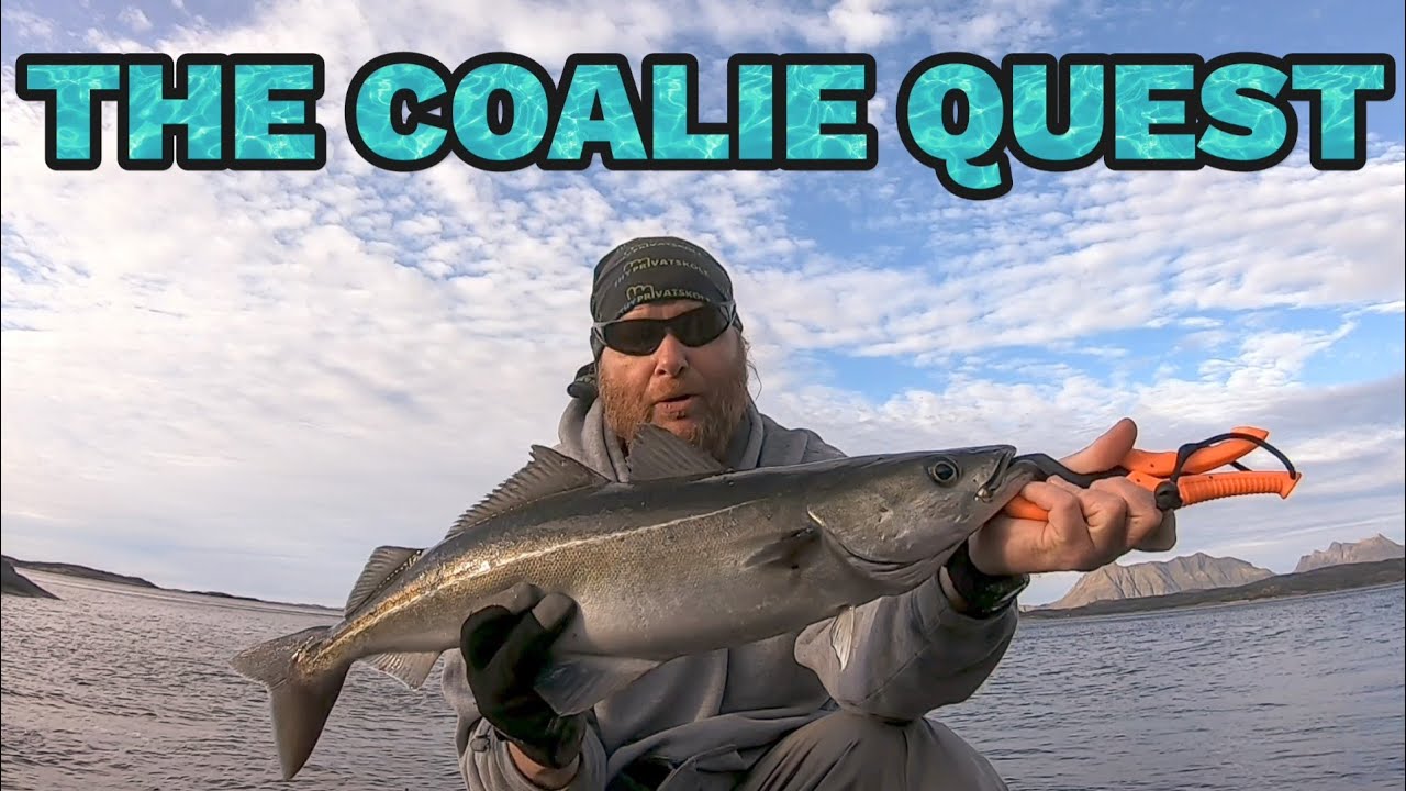 The quest for my PB coalfish