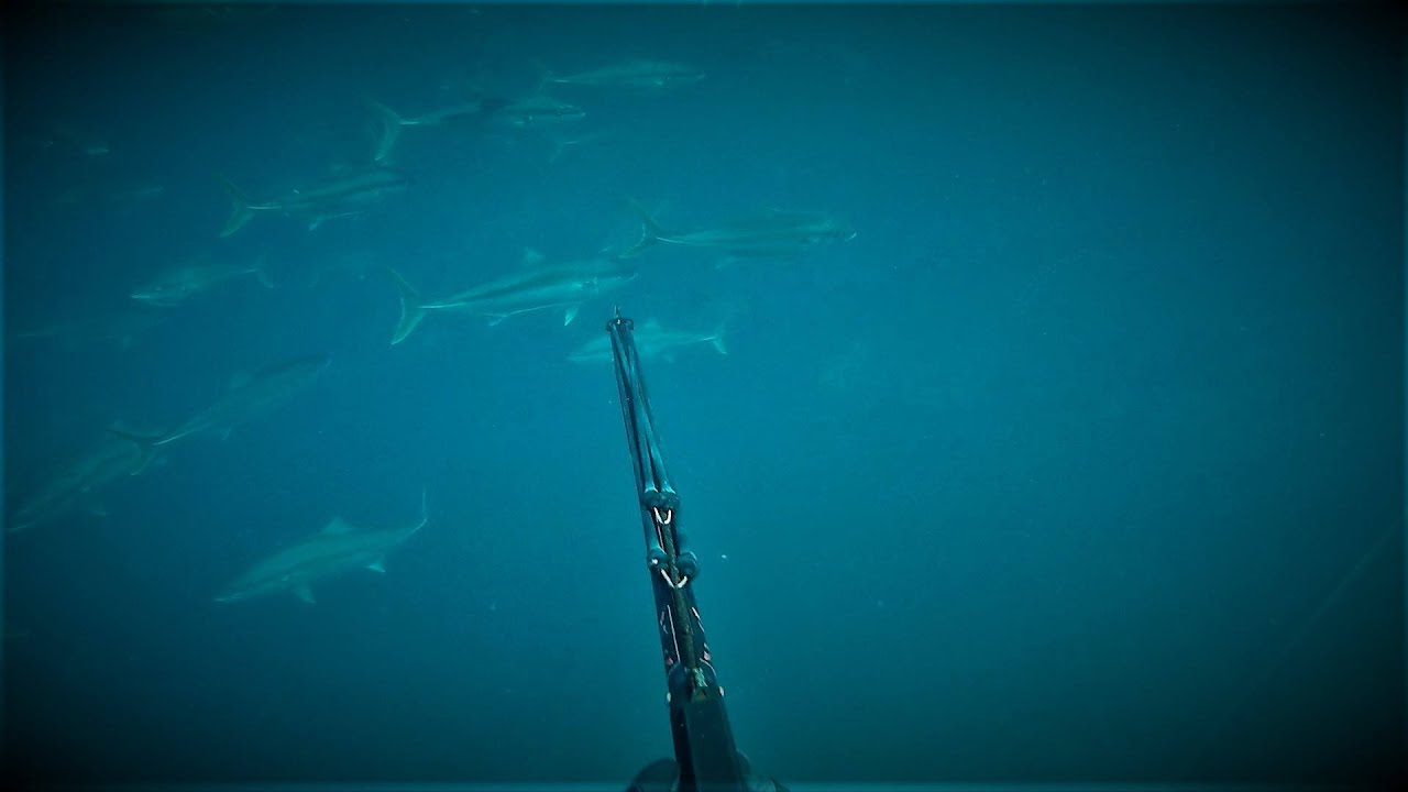 Spearfishing Tasman Bay | Campfire Toasties | Catch n cook Ep.22