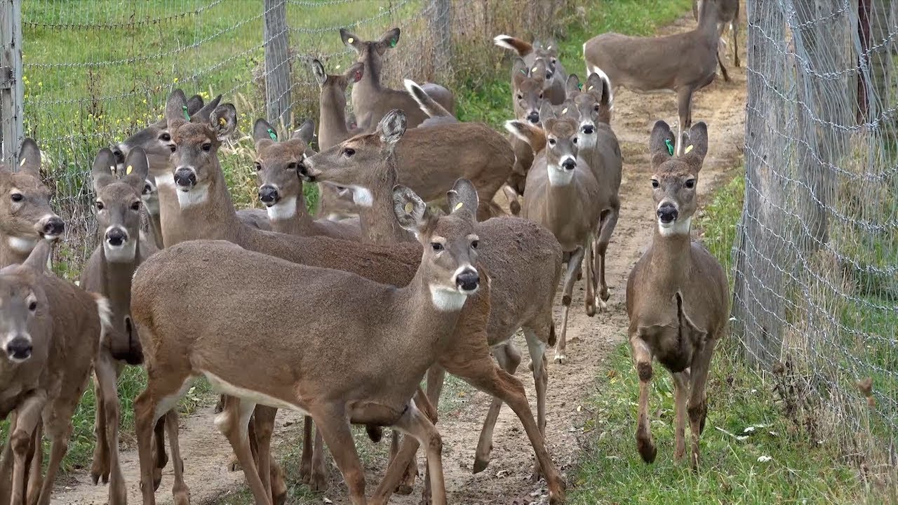 ConQuest 200. Season 2. Episode 10. Breeding Whitetails.