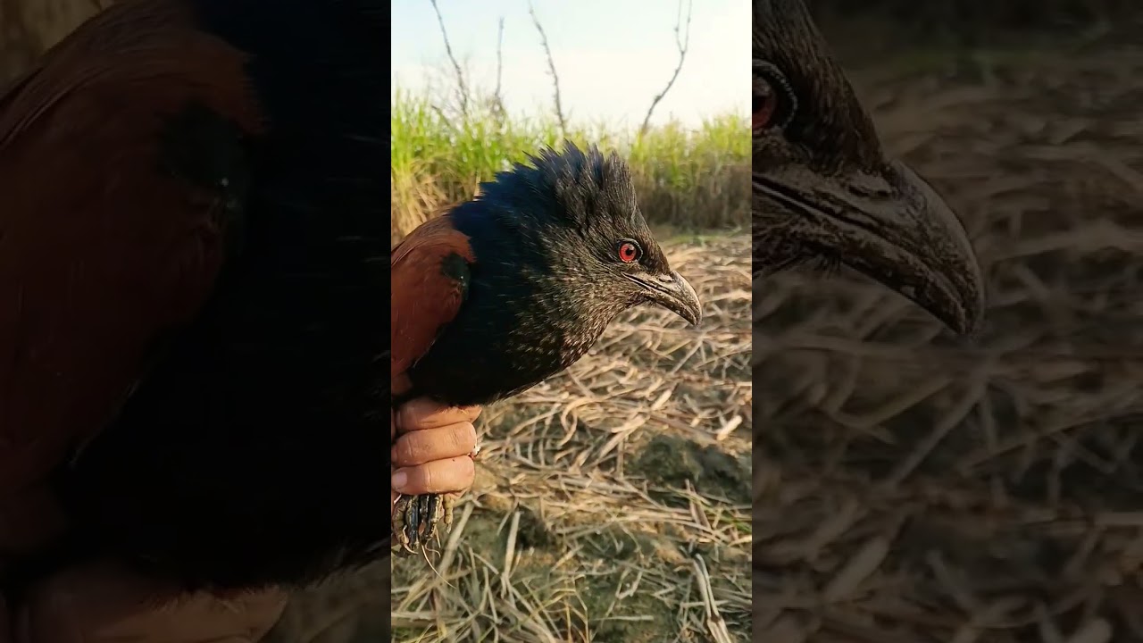 New hunting video of Greater Coucal/سارانے چرگ ||