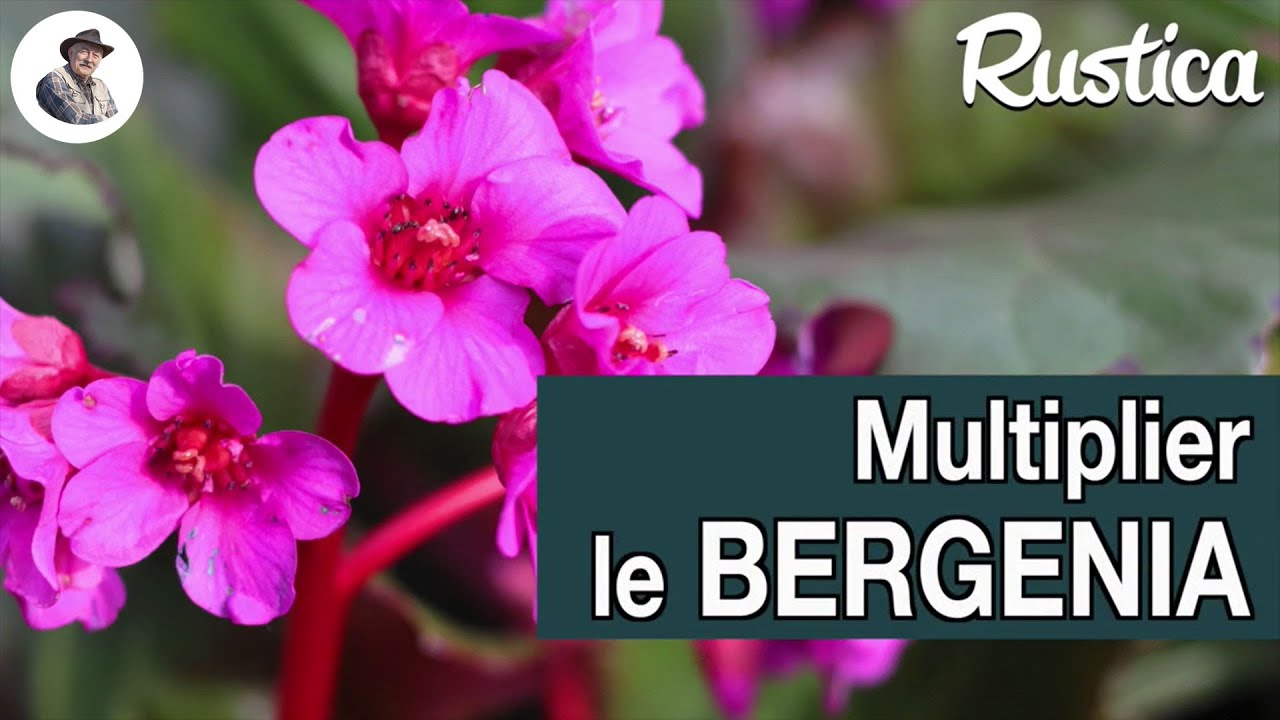 Multiplier un bergenia par bouturage