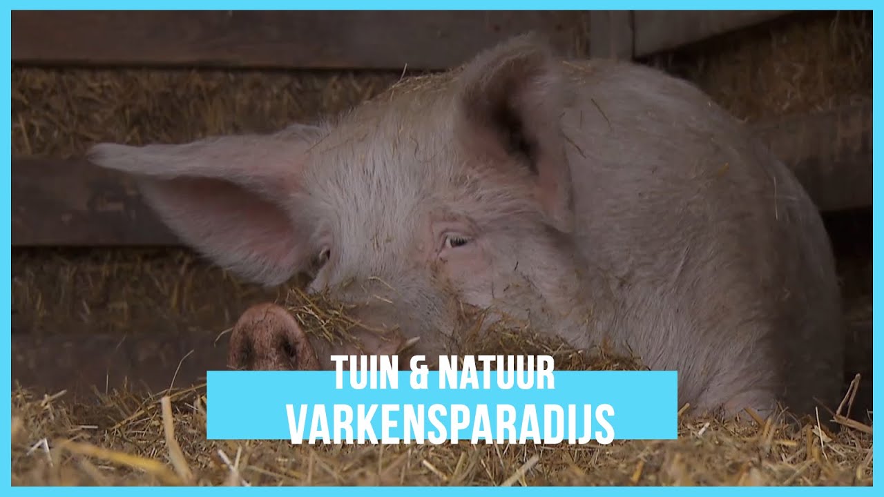 Bijzonder weeshuis voor varkens | BinnensteBuiten