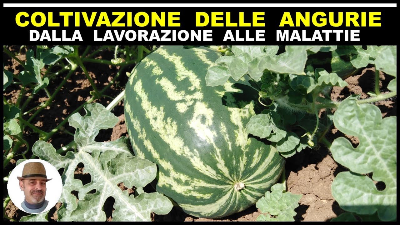 COLTIVAZIONE ANGURIE dalla lavorazione del terreno alla concimazione, e tutti i trucchi e segreti