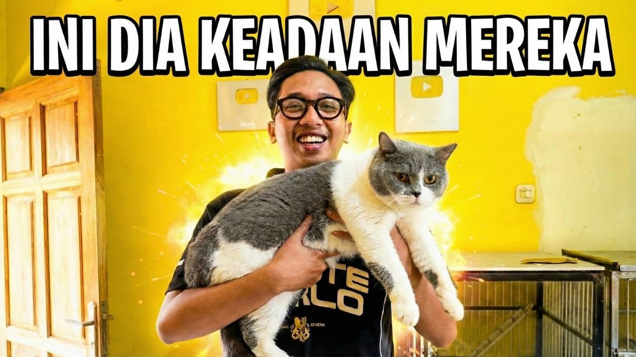 INI DIA KEADAAN KUCING KUCING KU