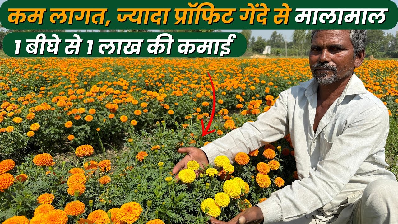 गेंदा फूल की खेती, कम लागत, कम मेंटिनेंस और बंपर मुनाफा Marigold Mega Harvesting | AgriBusiness