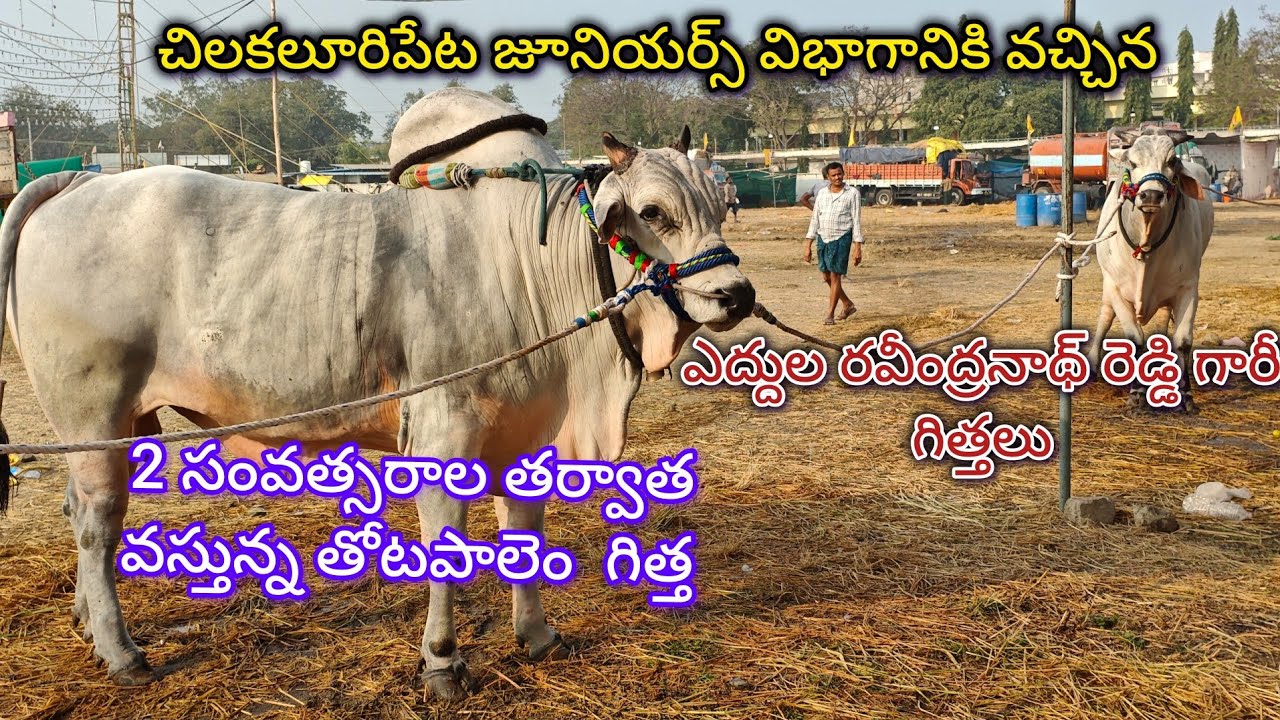 💥చిలకలూరిపేట జూనియర్స్ విభాగానికి వచ్చిన ఎద్దుల రవీంద్రనాథ్ రెడ్డి గారి గిత్తలు