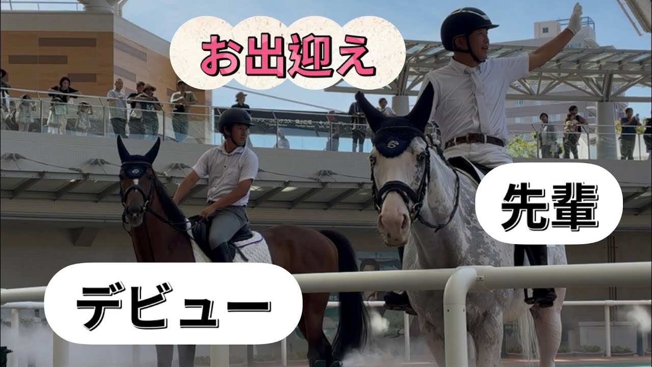 誘導馬デビュー週のアリストテレスと先輩のシロニイ 朝のご挨拶🐴  阪神競馬場 パドック🐴  2025.9.6