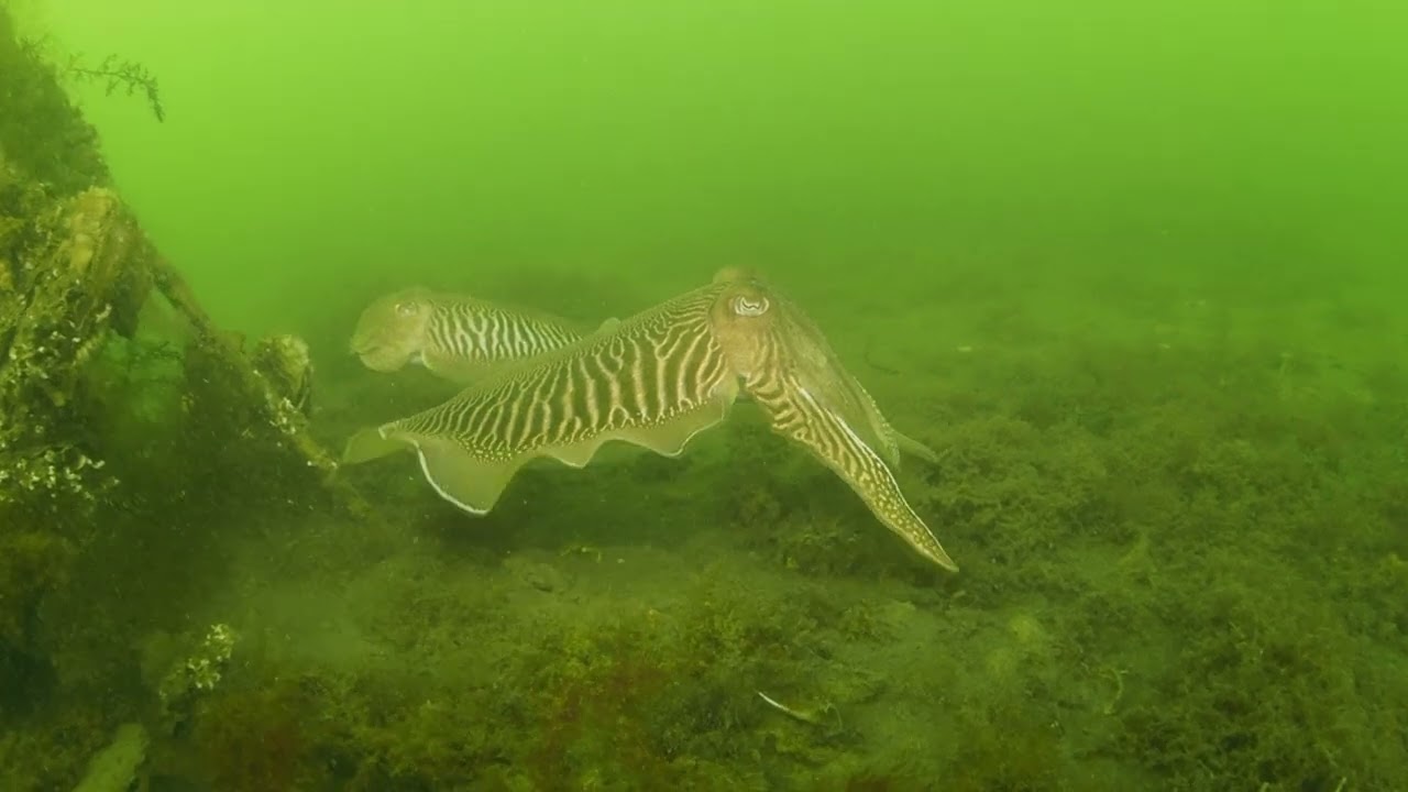 sepia,oosterschelde,zeeland