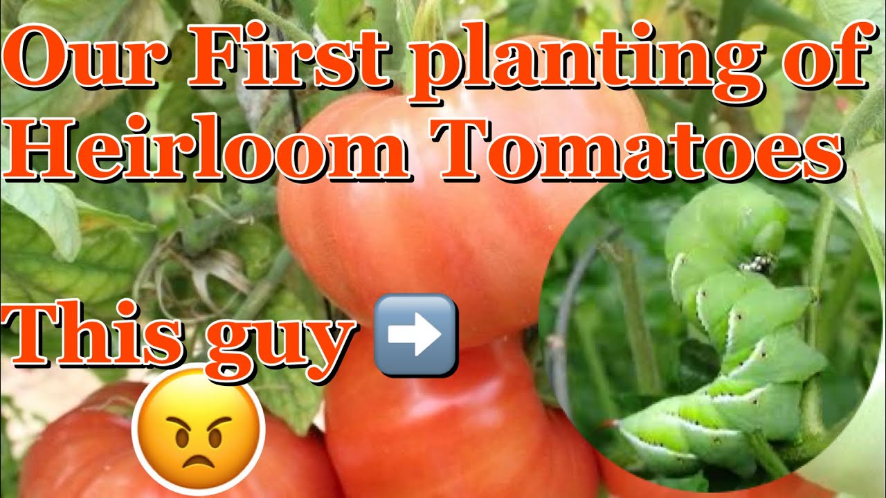 Our first planting of Heirloom Tomatoes - German Johnson Heirloom tomatoes
