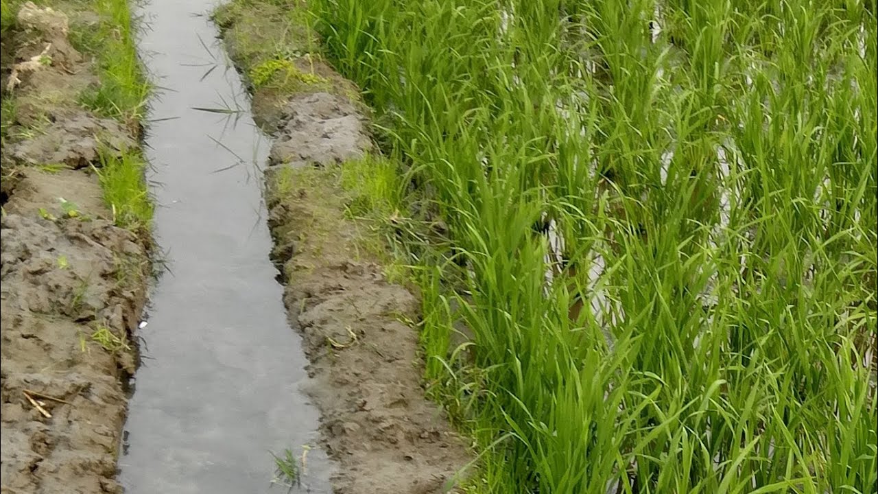 গ্রামীণ সুন্দর পরিবেশ