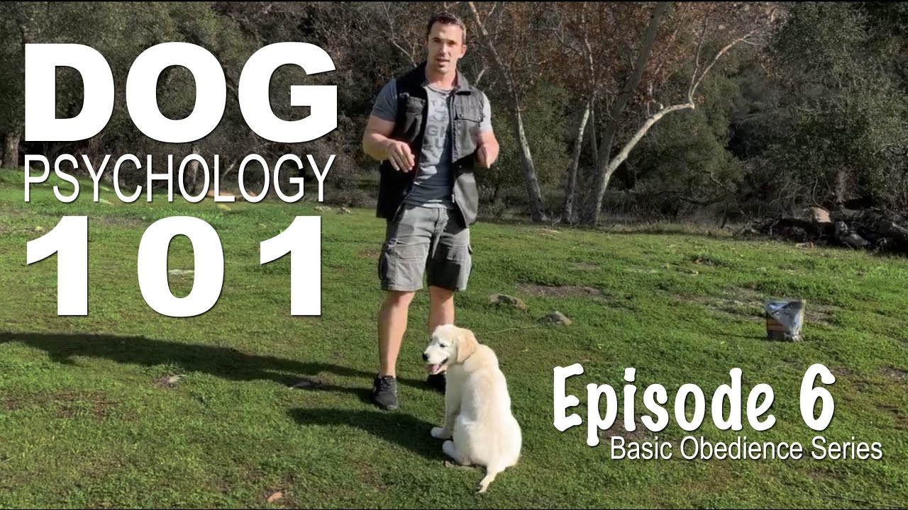 Dog psychology 101: The four quadrants of operant conditioning. Episode 6