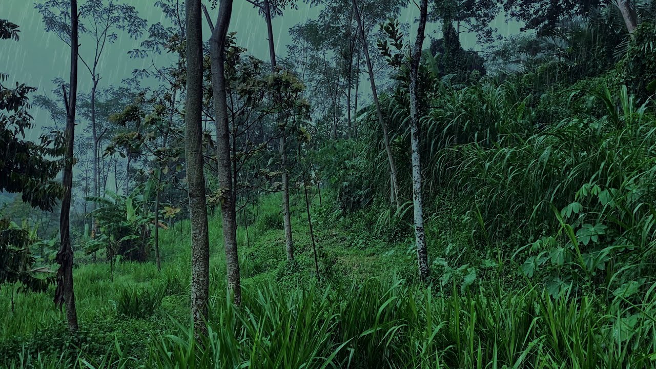 Heavy Rain in a Tropical Rainforest 🌧️ 4 Hours  Rain Sound for Sleep & Focus