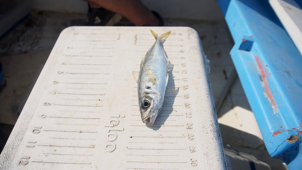 Σαφρίδια στο Δέλτα Αξιού