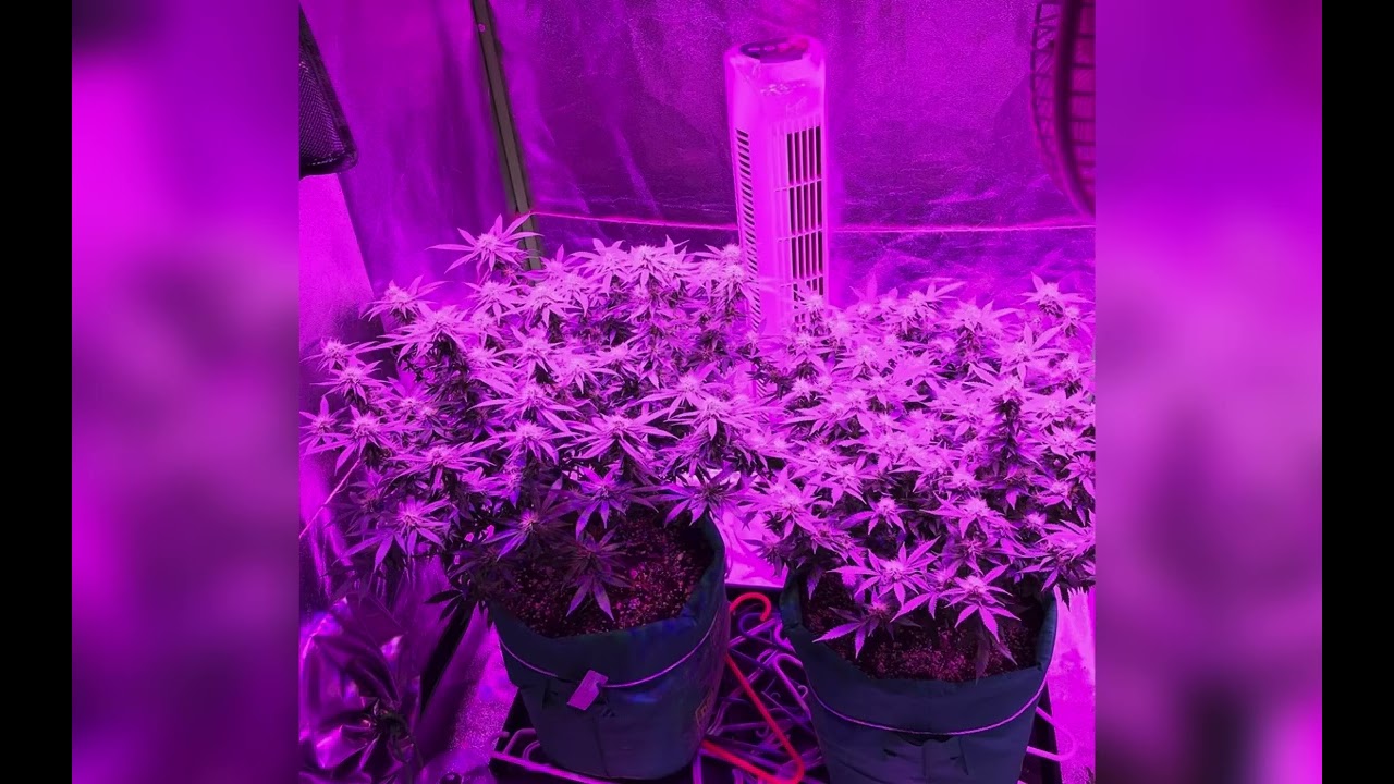 They&rsquo;re Ready For Harvest!! CBD Shark/CBD Blueberry and Jack Herer Plants Done!