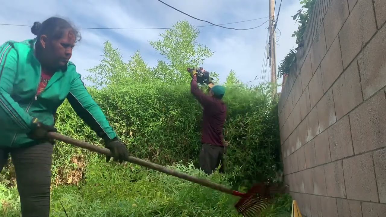Cortando bambú o carrizo  trabajando con trimiadora y sierra