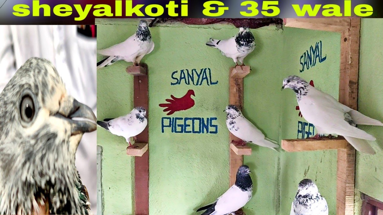 Sheyalkoti(শিয়ালকোটি) & 35 Wale Pigeon | Of Dipankar Sanyal.. By Bengal Pigeon..