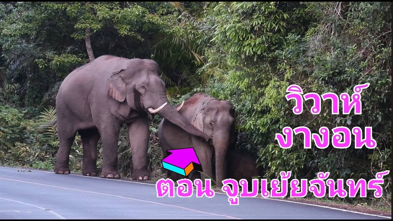 วิวาห์งางอน ตอน จูบเย้ยจันทร์