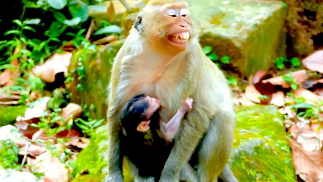 Monkey Jill Forages While Holding Her Newborn and Smiles at a Friend