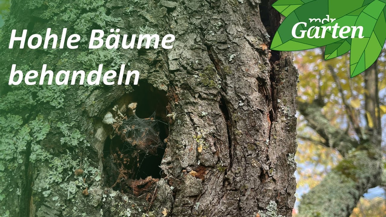 So behandeln Sie ein Loch in einem Baum | MDR Garten