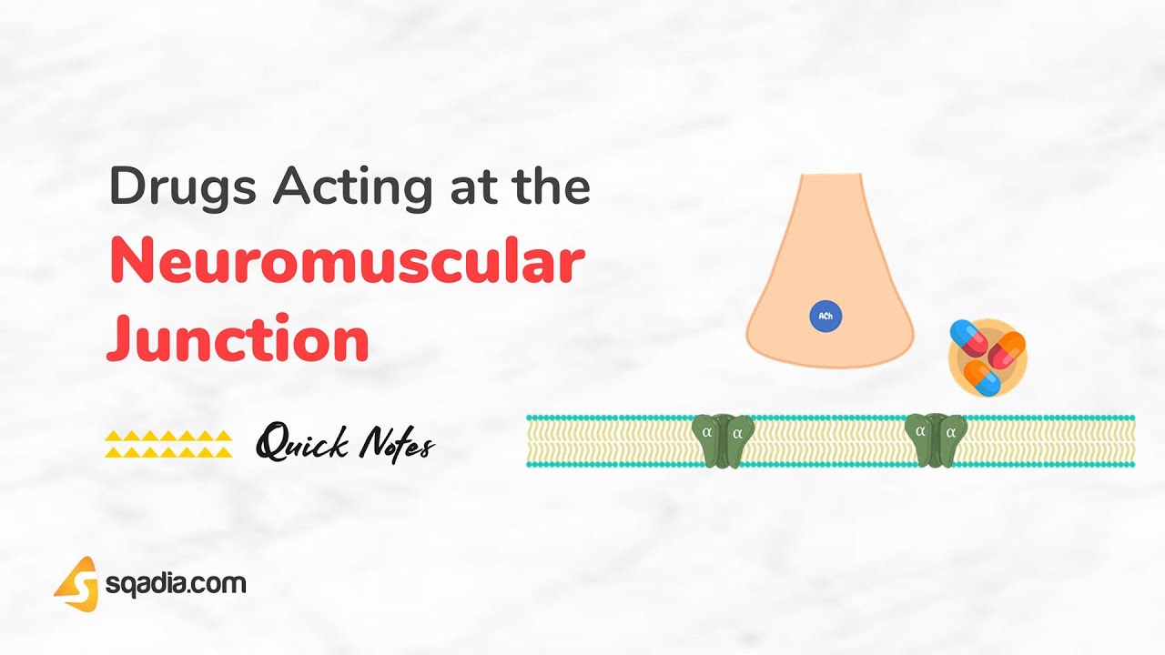 Drugs Acting at the Neuromuscular Junction | Introduction
