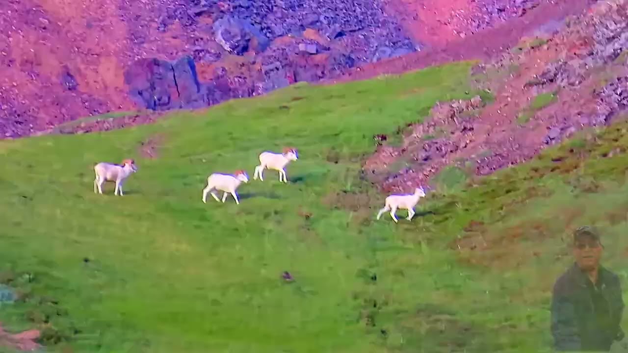 Alaska Calls 2me Extended