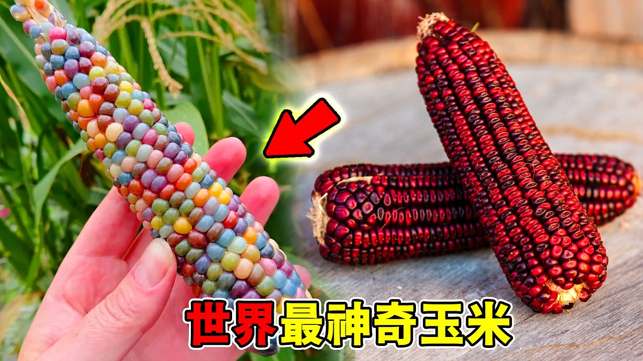 這真的能吃？盤點全球10大變異玉米：第1名長相極度不適！竟然一斤貴過黃金？