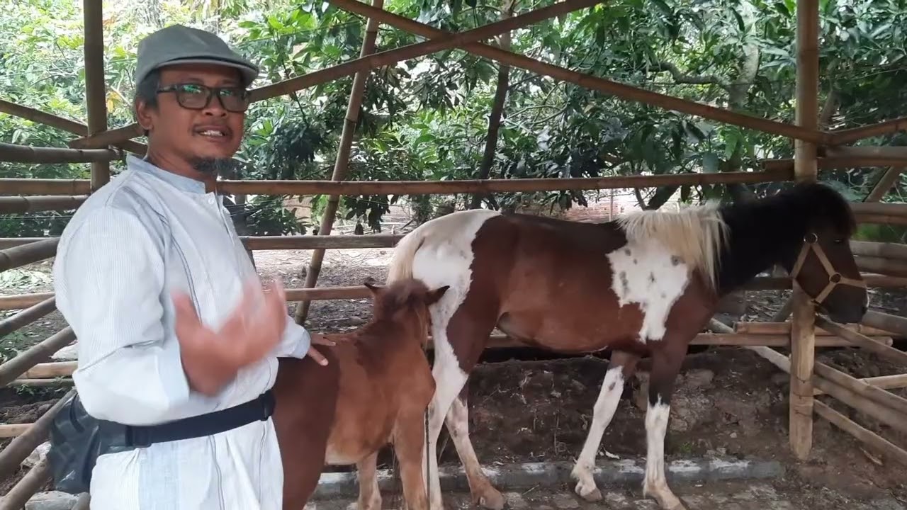 KUDA PACU SEKAR ARUM YANG TERKENAL ITU LAHIR DI STABLE INI #viral #horse #fyp #shorts #animals