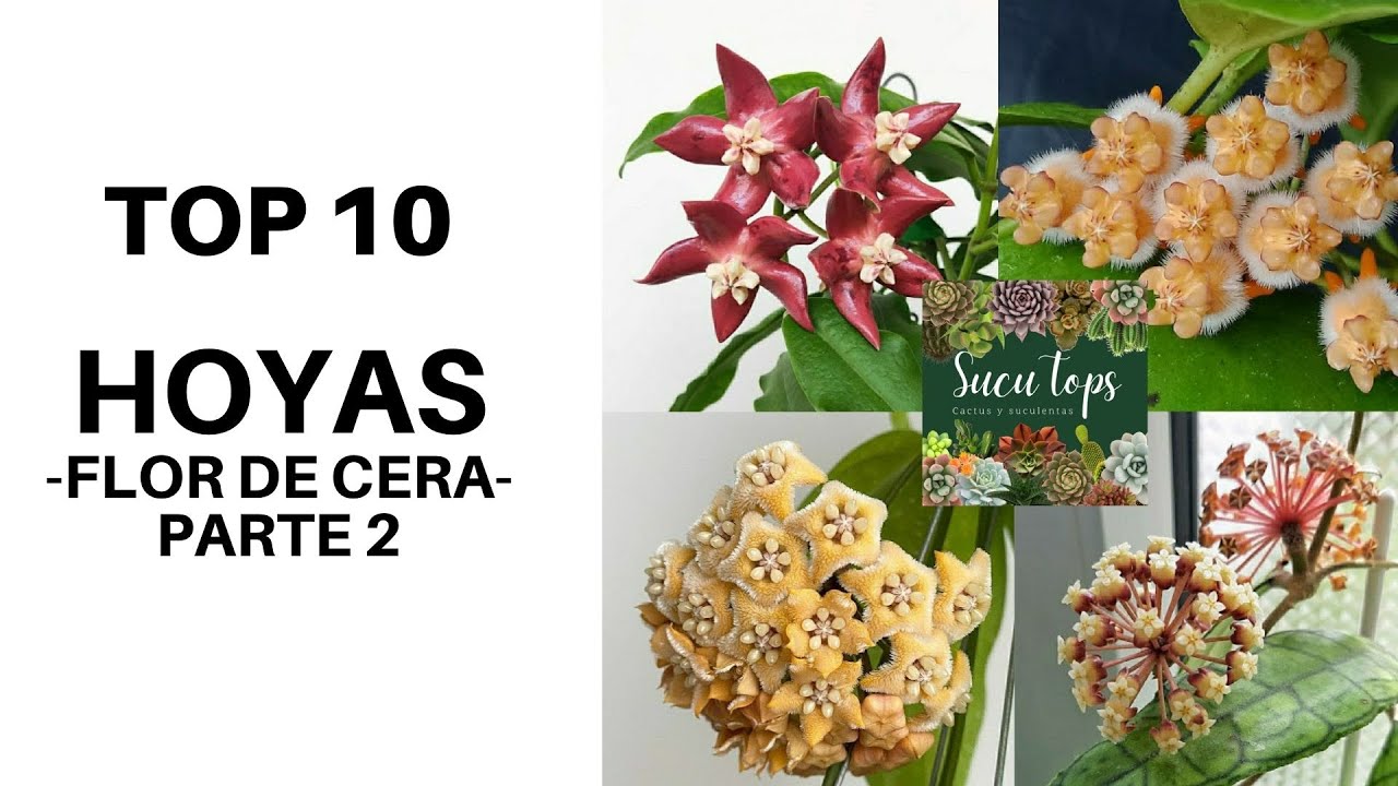 TOP 10 HOYAS -FLOR DE CERA- PARTE 2