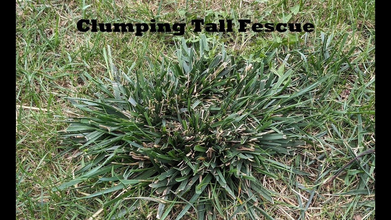 The Ugly Truth About Clumping Tall Fescue &ndash; Why Lawn Applications Can&rsquo;t Kill It (What to Do Instead)