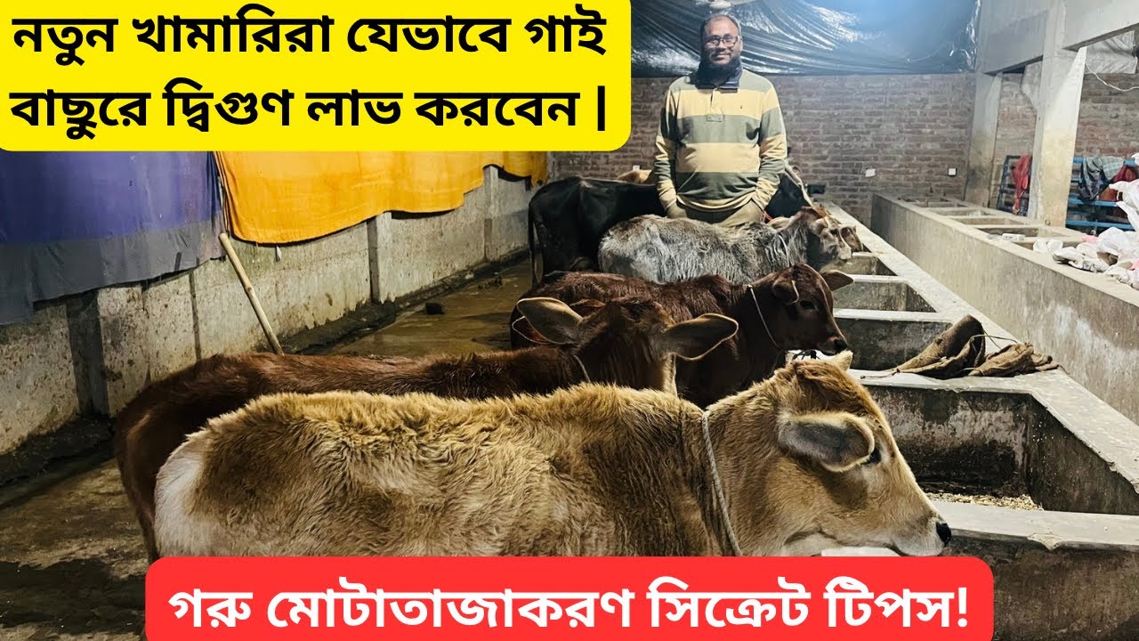 নতুন খামারিরা যেভাবে গাই বাছুরে দ্বিগুণ লাভ করবেন | গরু মোটাতাজাকরণ সিক্রেট টিপস!