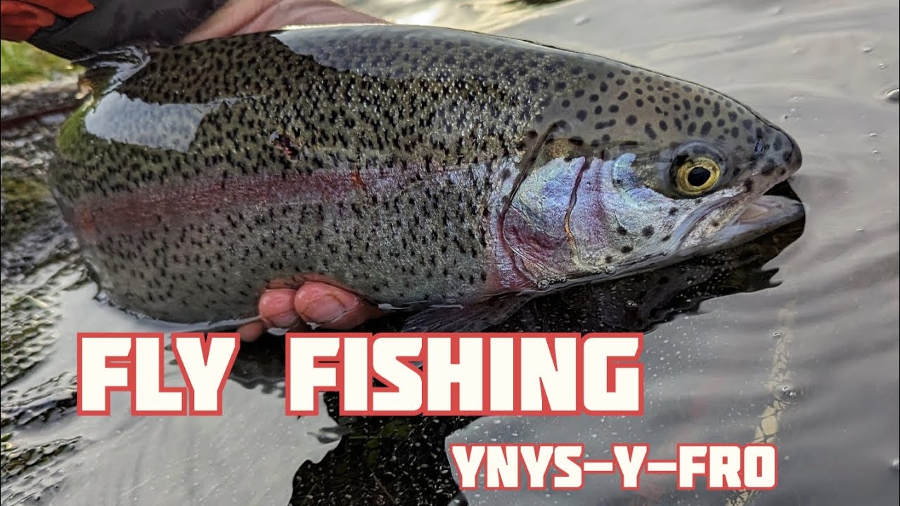 FLY FISHING at Ynys-Y-Fro Reservoir