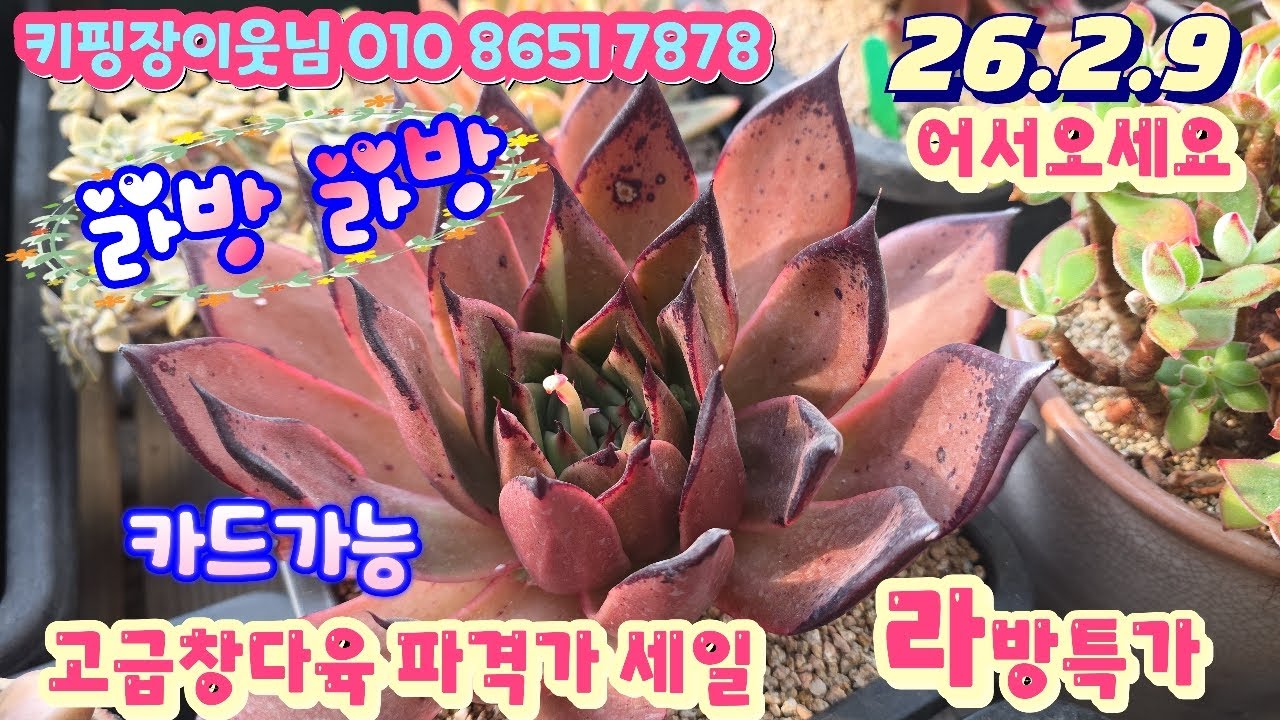26/2/7(라이브)#키핑장 이웃님 자리빼기 파격가 세일