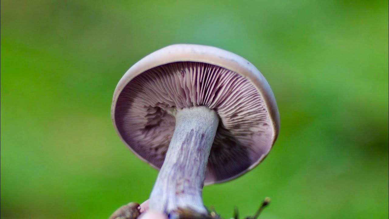 VioletterRötelritterling | MAAGischer Kochkurs
