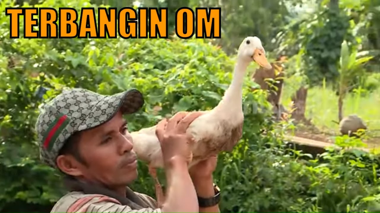 Sejauh Mana Itik Bisa Terbang? | SI OTAN
