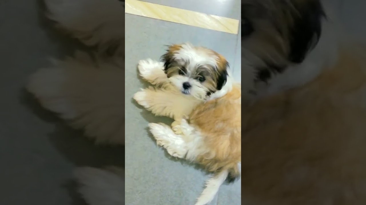 try this sound with your dog 🐕 