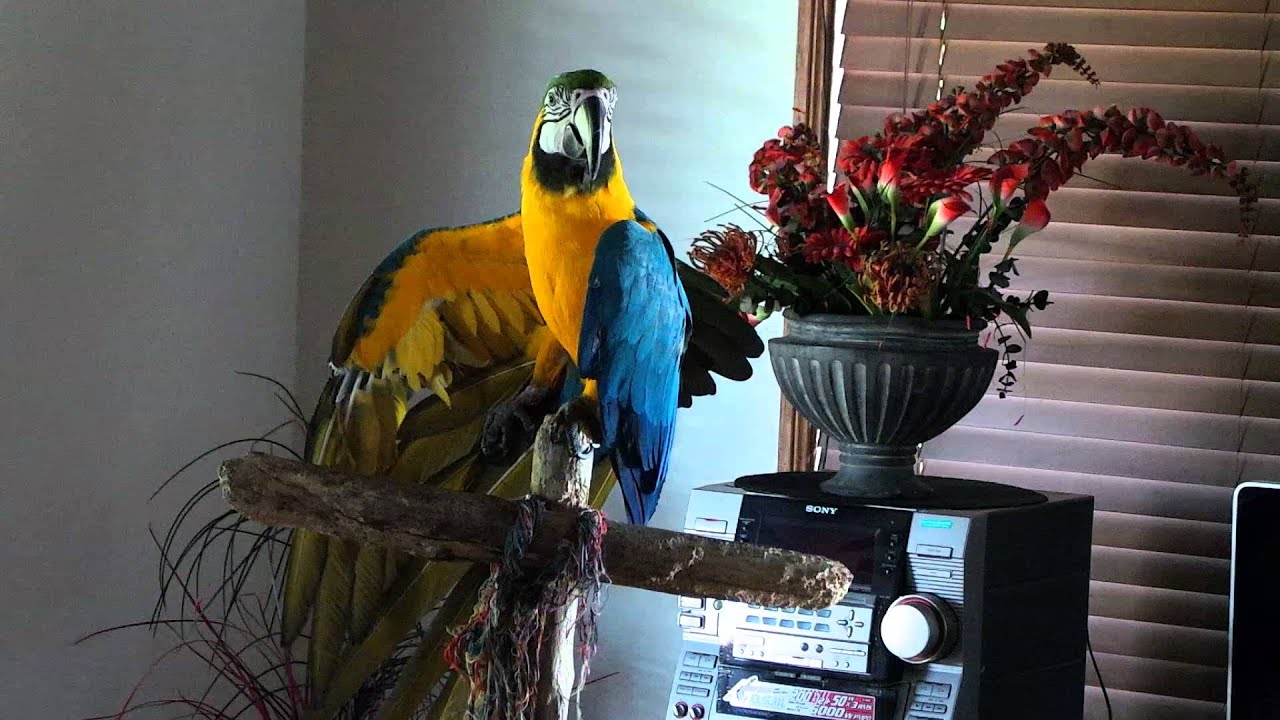 Nigel Macaw parrot talking funny