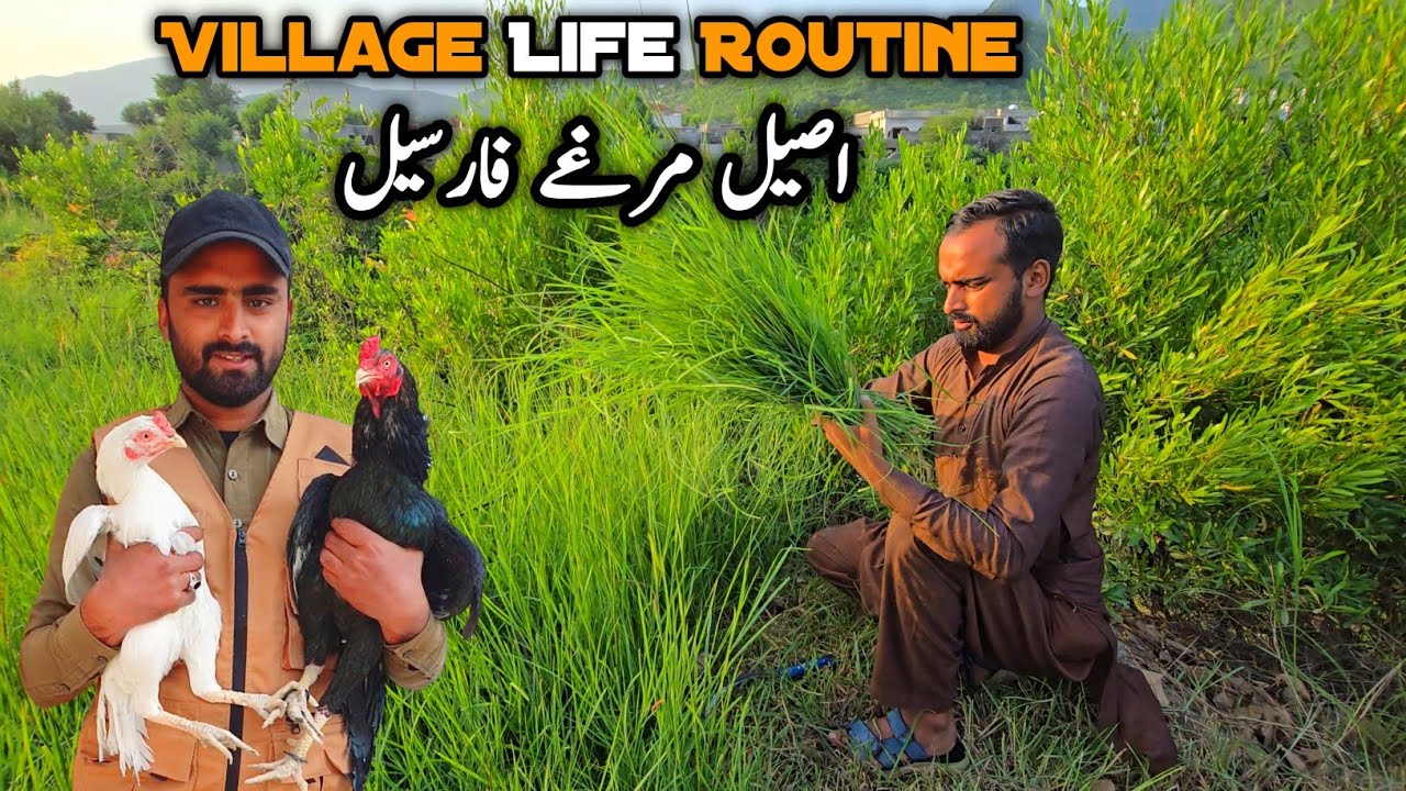 Aseel Murgy Gunjy Bhai 🤣 K Village Life Daily Routine MB Vlogs 