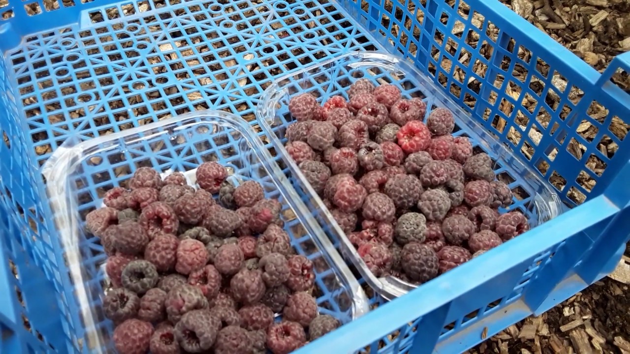 🍒 Is It Really Worth Spending Money On A Fruit Cage 🍓 Fruit Cage Harvest With A Surprise