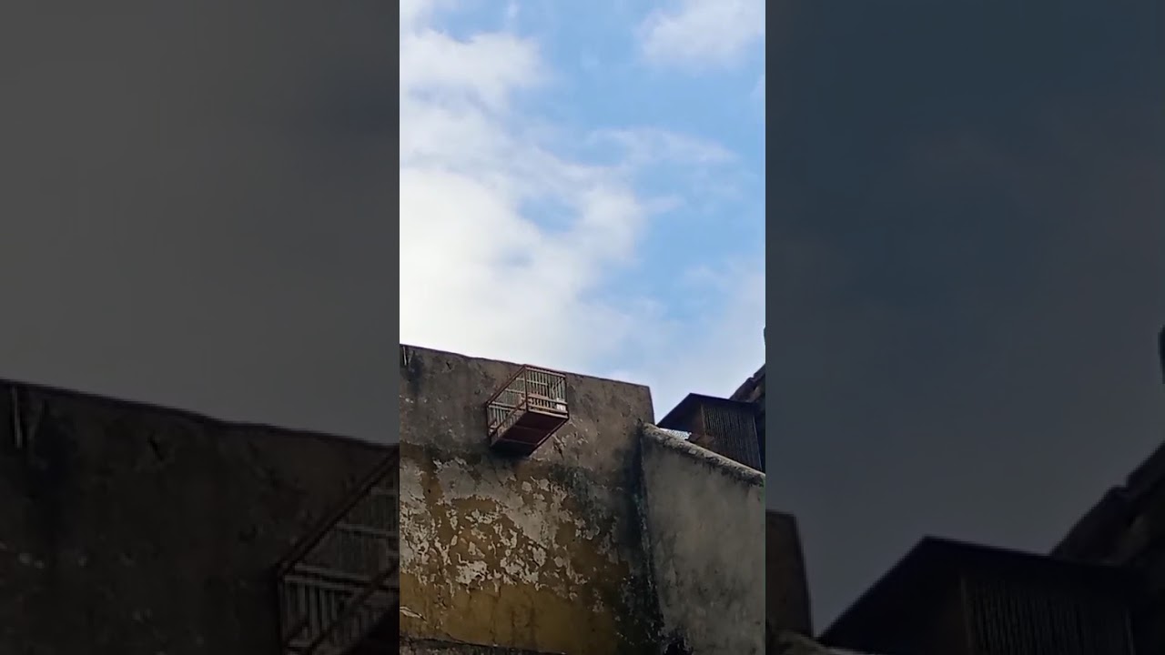 Jilguero blanco uruguayo el puro ,un poco de altura